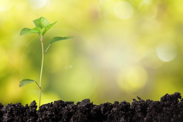 Plant.