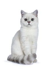 Silver tabby seal point British Shorthair sitting in front of the camera looking at you isolated on...