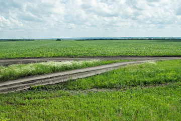 A country road through the field.