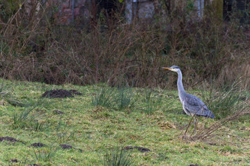a Scottish blue heron walking through a field 