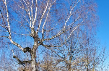 Birke im Winter
