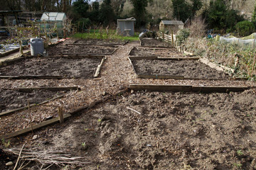 Allotment beds in Winter