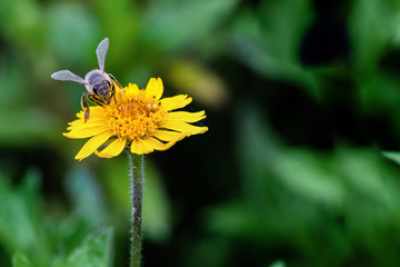 Abelha e flor