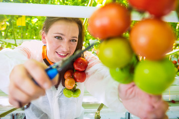 employer in tomato greenhouse