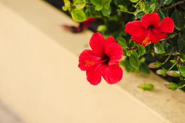 red hibiscus