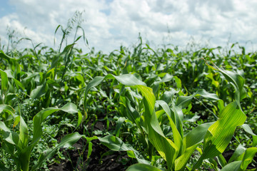 Field of young corn. Tatarstan, Russia