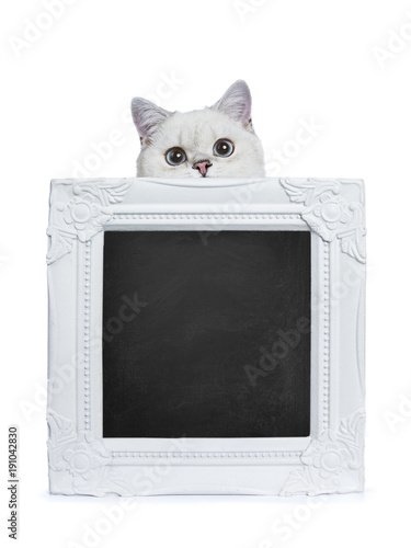 Silver Tabby Seal Point British Shorthair Holding Sitting Behind