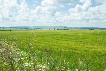 The beauty of Russian fields. Picturesque summer view.