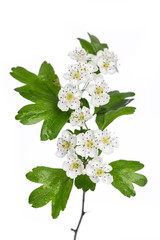 Weißdorn (crataegus monogyna) Blüten und Blätter isoliert auf weißem Hintergrund