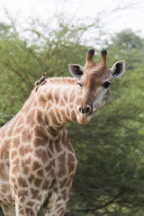 Giraffe with birds on his neck, bending his head to see what is going on
