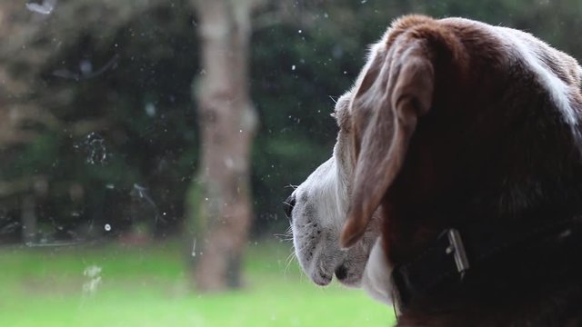 Chien attendant son ma&icirc;tre