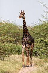 Beautiful giraffes