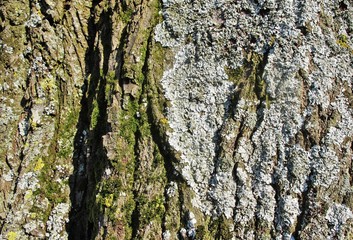 Baumrinde, Lindenstamm mit Flechten