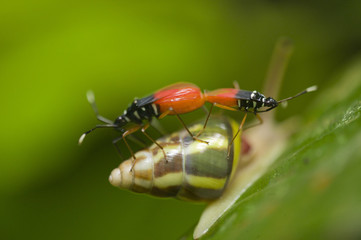 accouplement sur gastéropode
