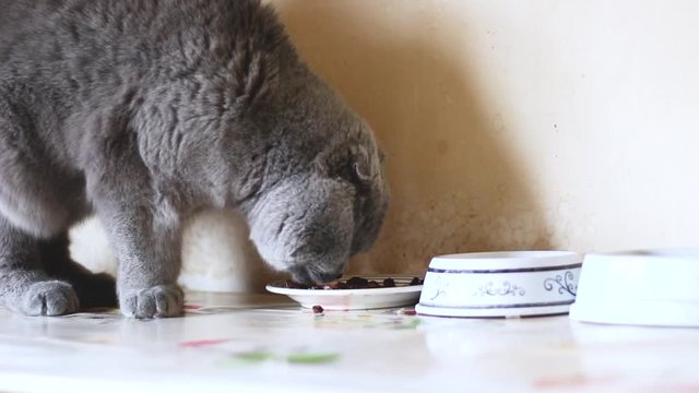 Chat en train de manger