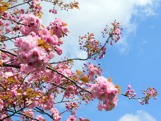 Beautiful cherry blossom sakura in spring time over blue sky