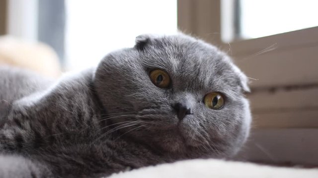 Chat en train de surveiller