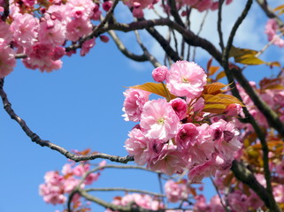 Beautiful cherry blossom sakura in spring time over blue sky