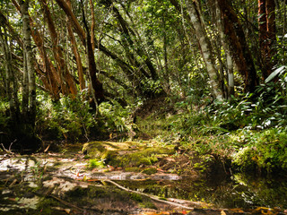 LandScape, Green Fresh Nature Background of Forest Mountains and Sky, Countryside of Thailand.