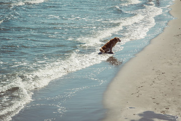 Hund in den Wellen am Meer