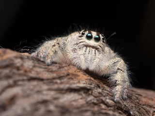 Closed up on a jumping spider on dry  tree in garden. Spider insect in the forest.