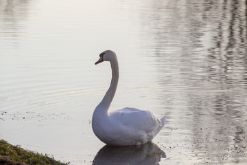 Male mute swan is swimming on the water