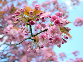 Beautiful cherry blossom sakura in spring time over blue sky