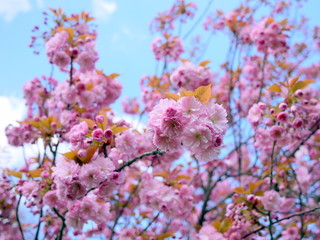 Beautiful cherry blossom sakura in spring time over blue sky