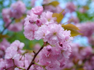 Close up of beautiful cherry blossoms