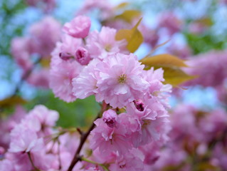 Close up of beautiful cherry blossoms