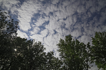 A series of clouds rushes over the top of the trees