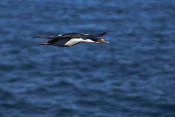 Imperial Shag (Phalacrocorax atriceps albiventer) flying over the sea on the coast of Bleaker Island on the Falkland Islands