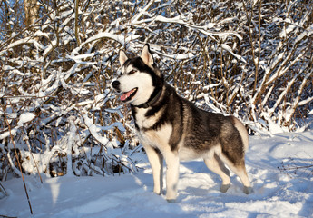 Dog breed Siberian husky stands in a sunny snowy forest
