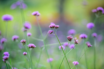 Purple flower field in shallow focus