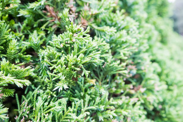 green pine leaves background