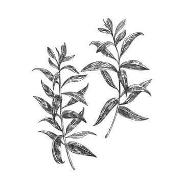 Beautiful vector hand drawn tea herb Illustration. 