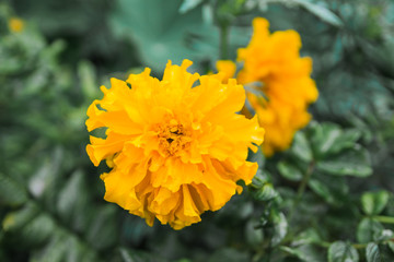 Colorful flowers in nature in a summer