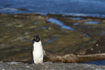 Rockhopper Penguin (Eudyptes chrysocome) on the cliffs of Bleaker Island in the Falkland Islands