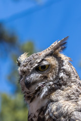 Obraz premium Great Horned Owl Portrati