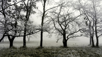Drzew tańczące we mgle