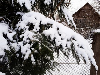 snow on the branches of coniferous tree, spruce, pine