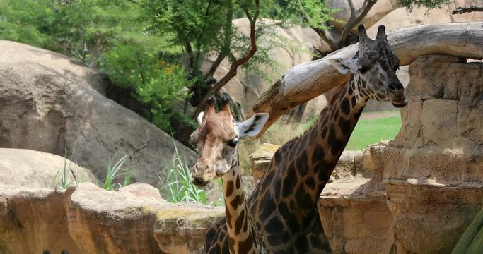 Giraffes Family Ruminate