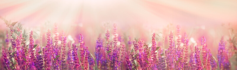 Selective and soft focus on purple flowers in meadow in spring - springtime