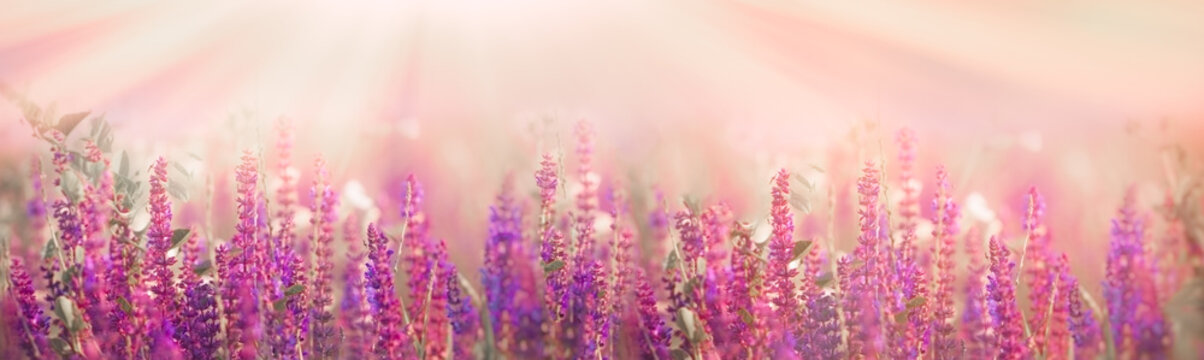 Fototapeta Selective and soft focus on purple flowers in meadow in spring - springtime