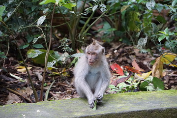 Monkey sitting on a wall in a park