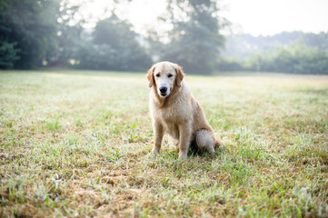 portrait of golden retriever in nature outdoor