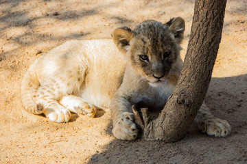 Ukutula Brits, North West