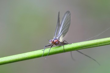 Mayfly, also called shadfly ang fishfly