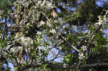 Plum tree in bloom with a bee sucking nectar on a spring day.