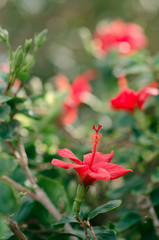 red hibiscus